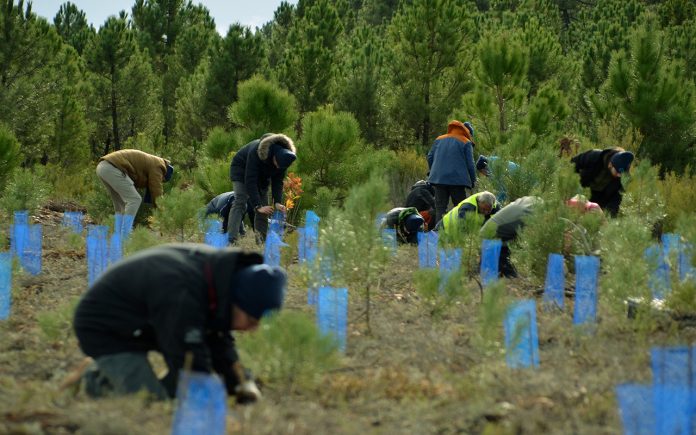 HP_reforestacion01 Sostenibilidad HP